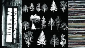Immagine del laboratorio d'arte IIC Piccoli - "Giuseppe Penone, disegno scolpito”